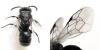 Hylaeus sp.